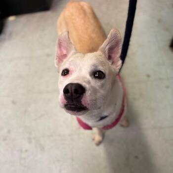 Elvira -  Mixed Breed Dog for Adoption in Philadelphia, Pennsylvania - Elvira | PetCurious