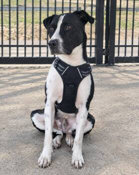 Phantom -  Hound Dog for Adoption in Orangeburg, South Carolina - Phantom | PetCurious