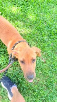 Harper -  Black Mouth Cur Dog for Adoption in Elmwood, Louisiana - Harper | PetCurious