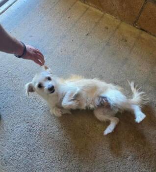 Chiquita -  Terrier and Mixed Breed Dog for Adoption in Severance, Colorado - Chiquita | PetCurious