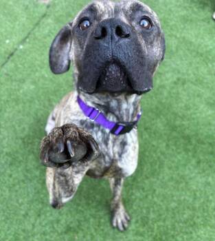 Cane Corso and American Dogs Available for Adoption - Jellybean | PetCurious