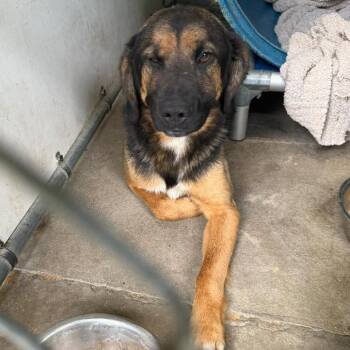 Shepherd and Mixed Breed Dogs Available for Adoption in Washington, District Of Columbia - Ruskin | PetCurious