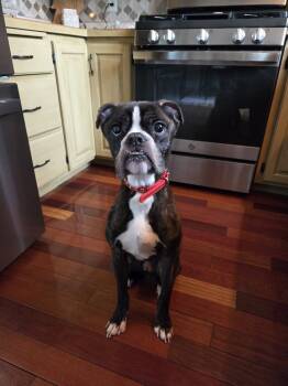 Rescue Boxer Dogs for Adoption in Plymouth, Minnesota - Floyd | PetCurious