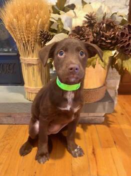 Rescue Cattle Dog Dogs for Adoption in Lindenhurst, New York - Emmy | PetCurious