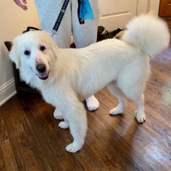 Great Pyrenees Dogs Available for Adoption in New York, New York - Chloe | PetCurious