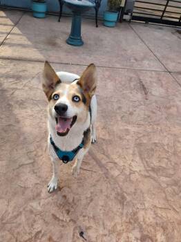 Rescue Mixed Breed Dogs for Adoption in Puyallup, Washington - Mila | PetCurious