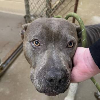 Pit Bull Terrier Dogs Available for Adoption - CASHMERE | PetCurious