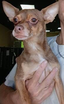 Champ -  Chihuahua Dog for Adoption in St. Augustine, Florida - Champ | PetCurious