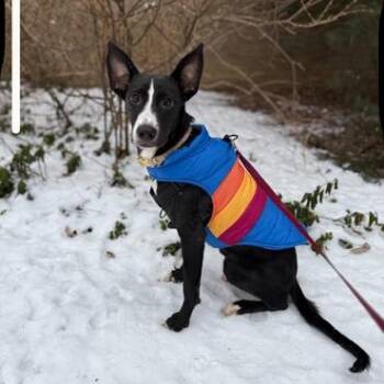 Border Collie Dogs Available for Adoption - Stella | PetCurious