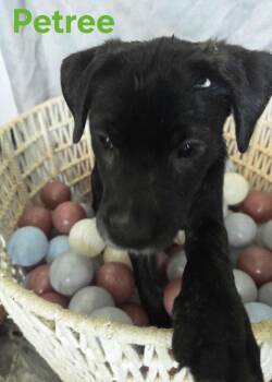 Rescue German Shepherd Dog and Labrador Retriever Dogs for Adoption in Shade Gap, Pennsylvania - Litter Of Puppies - Petree | PetCurious