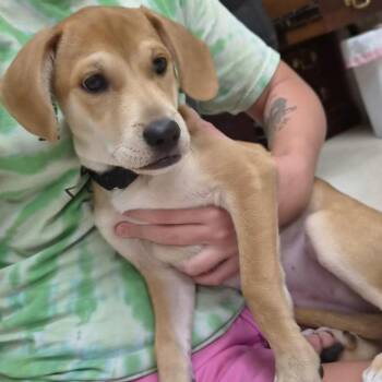 Lily -  Dachshund and Mixed Breed Dog for Adoption in Woodstock, Illinois - Lily | PetCurious