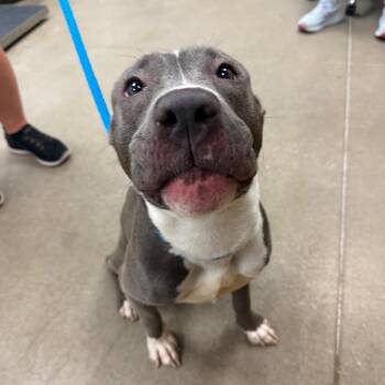 YORK-Stray-16423 -  Pit Bull Terrier Dog for Adoption in York, Pennsylvania - YORK-Stray-16423 | PetCurious