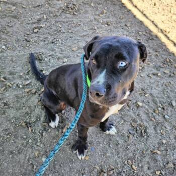 Raider -  Terrier Dog for Adoption in Oakland, California - Raider | PetCurious