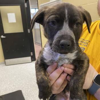 Mixed Breed Dogs Available for Adoption - Scott | PetCurious