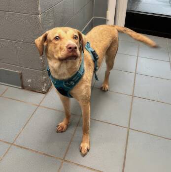 Ceviche -  Mixed Breed Dog for Adoption in Nashville, Tennessee - Ceviche | PetCurious