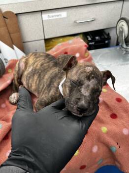 BIRDIE -  Mixed Breed Dog for Adoption in Dallas, Texas - BIRDIE | PetCurious