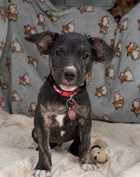 Rescue Labrador Retriever Dogs for Adoption in Nashville, Tennessee - Karl | PetCurious