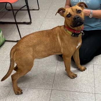 Rescue Boxer Dogs for Adoption in Sorrento, Louisiana - Baby Ruth | PetCurious