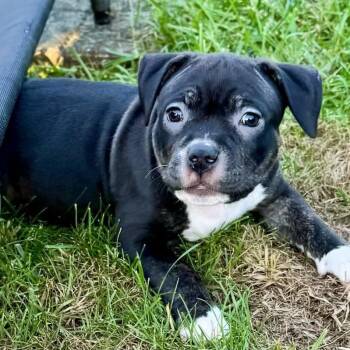 Blinker Fluid -  American Staffordshire Terrier and Mixed Breed Dog for Adoption in Olathe, Kansas - Blinker Fluid | PetCurious