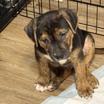 Rescue Mixed Breed Dogs for Adoption in Union, Missouri - Russet FC Stephanie D | PetCurious