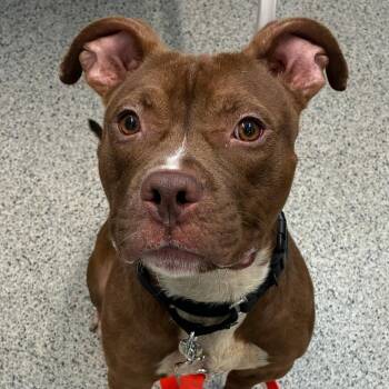 Gary -  Mixed Breed Dog for Adoption in Oak Park, Illinois - Gary | PetCurious