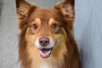 Australian Shepherd Dogs Available for Adoption in Fort Lauderdale, Florida - GOOSE | PetCurious
