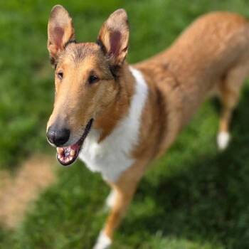 Smooth Collie Dogs Available for Adoption in Dublin, Ohio - Jacoby | PetCurious
