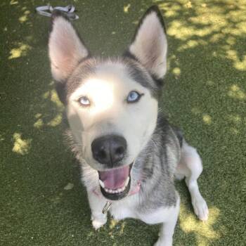Kaia -  Husky Dog for Adoption in Providence, Rhode Island - Kaia | PetCurious