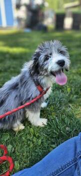 Aussiedoodle Dogs Available for Adoption in Shiloh, Illinois - Teddy | PetCurious