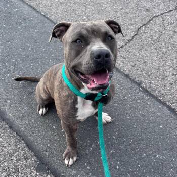 Mixed Breed Dogs Available for Adoption in Philadelphia, Pennsylvania - Raymen | PetCurious