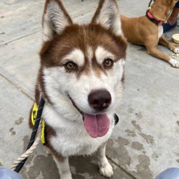 Canela A2158321 -  Husky Dog for Adoption in Los Angeles, California - Canela A2158321 | PetCurious