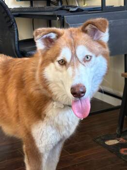 Rescue Siberian Husky Dogs for Adoption in Cottonwood Heights, Utah - Jewel | PetCurious