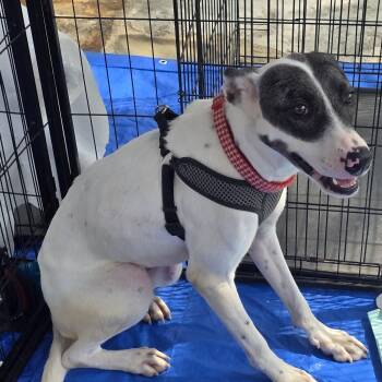 Rescue Catahoula Leopard Dog Dogs for Adoption in Dallas, Texas - Rosie | PetCurious