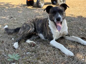 Labrador Retriever and Mountain Cur Dogs Available for Adoption in Lucedale, Mississippi - Jill | PetCurious