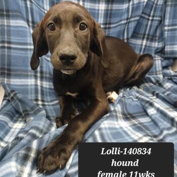 Lolli -  Coonhound Dog for Adoption in New Tazewell, Tennessee - Lolli | PetCurious
