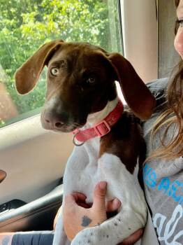 Daisey Mae -  German Shorthaired Pointer Dog for Adoption in Auburn, Kansas - Daisey Mae | PetCurious