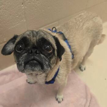 Gilbert -  Pug Dog for Adoption in Columbia, Missouri - Gilbert | PetCurious