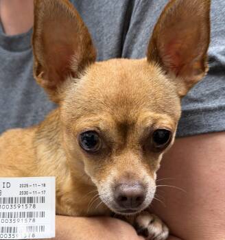 Chihuahua Dogs Available for Adoption in Blue Springs, Missouri - Princess | PetCurious