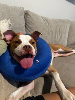 Gaten -  American Bulldog Dog for Adoption in St. Petersburg, Florida - Gaten | PetCurious