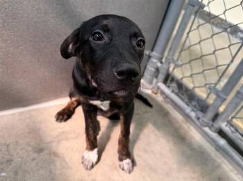 ZEN -  Rottweiler and Mixed Breed Dog for Adoption in Santa Rosa, California - ZEN | PetCurious