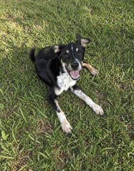 Mixed Breed Dogs Available for Adoption in Klein, Texas - Buster | PetCurious