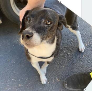 Penguin -  Terrier and Border Collie Dog for Adoption in Phoenix, Oregon - Penguin | PetCurious