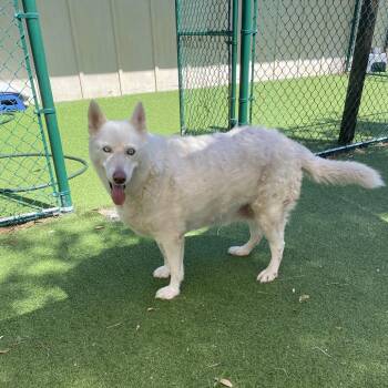 Paddle Board 3881 -  Husky and None Dog for Adoption in Loxahatchee Groves, Florida - Paddle Board 3881 | PetCurious