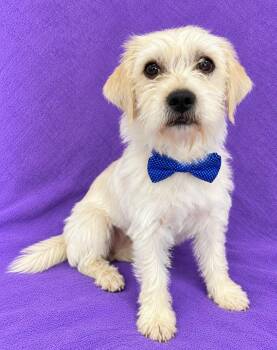 Cooper -  Terrier Dog for Adoption in Lodi, California - Cooper | PetCurious