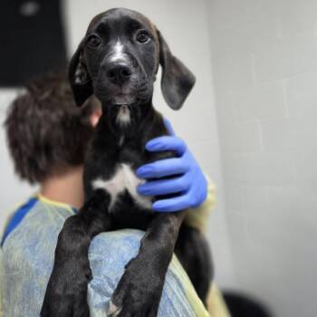 Plaster -  Hound and Cane Corso Dog for Adoption in Incline Village, Nevada - Plaster | PetCurious