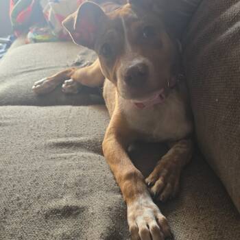 Rescue Pit Bull Terrier Dogs for Adoption in Brainerd, Minnesota - Alsek | PetCurious