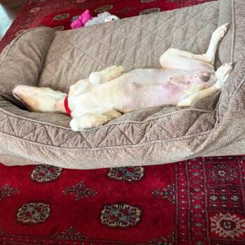 Kyler -  Pit Bull Terrier and Mixed Breed Dog for Adoption in Incline Village, Nevada - Kyler | PetCurious