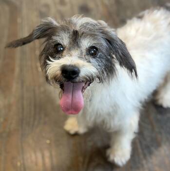 Lois -  Miniature Poodle and Terrier Dog for Adoption in Lawrenceville, Georgia - Lois | PetCurious