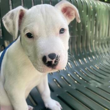 Jersey -  Mixed Breed Dog for Adoption in Chicago, Illinois - Jersey | PetCurious