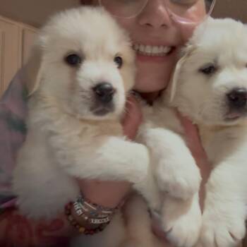 Stitch -  Great Pyrenees Dog for Adoption in Allen, Texas - Stitch | PetCurious